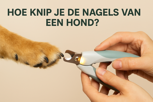 Hoe knip je de nagels van een hond? Veilig en stressvrij nagels knippen