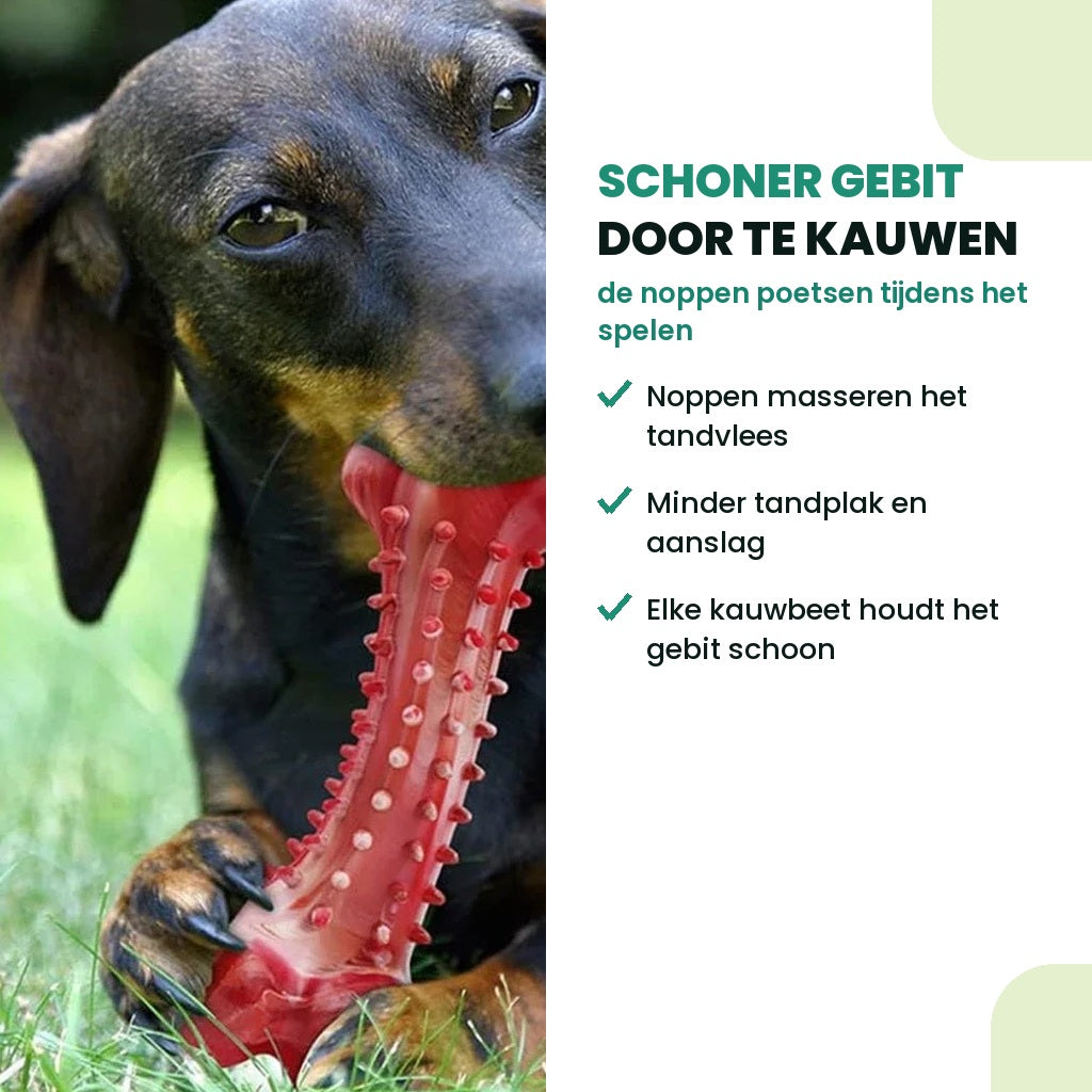 Hond kauwt op het natuurrubber speeltje; de noppen reinigen het gebit