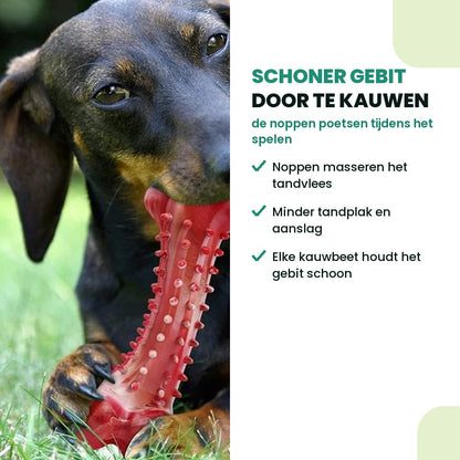Hond kauwt op het natuurrubber speeltje; de noppen reinigen het gebit