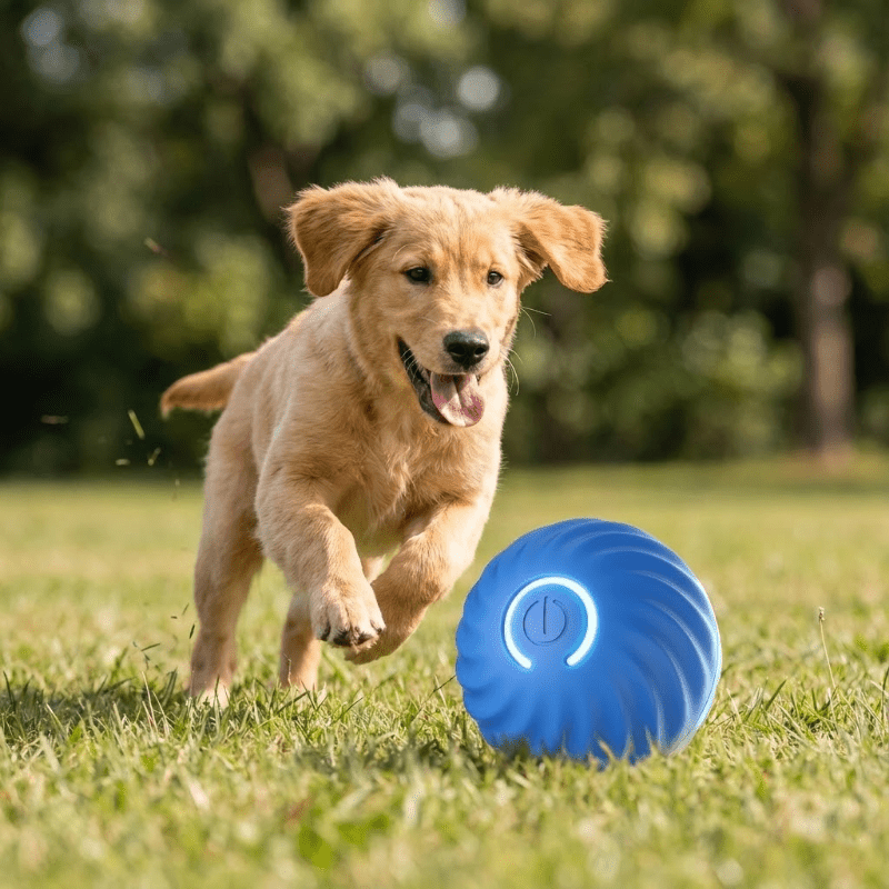 Interactieve Bal voor honden - HappyDiertjes.nl