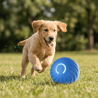 Interactieve Bal voor honden - HappyDiertjes.nl