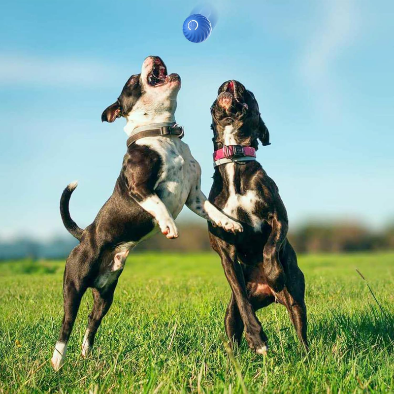 Interactieve Bal voor honden - HappyDiertjes.nl