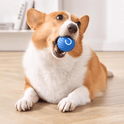 Interactieve Bal voor honden - HappyDiertjes.nl