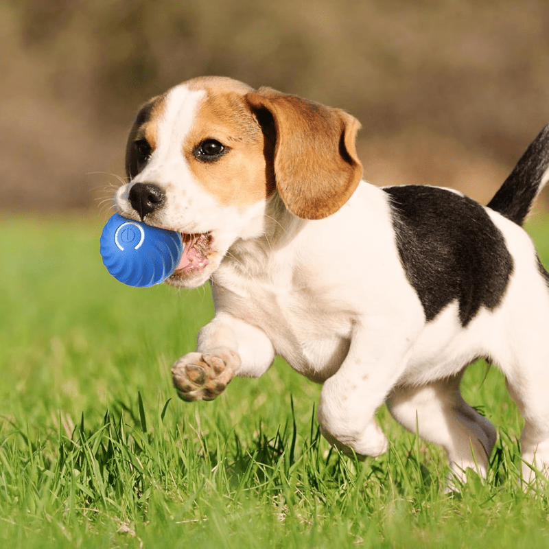 Interactieve Bal voor honden - HappyDiertjes.nl