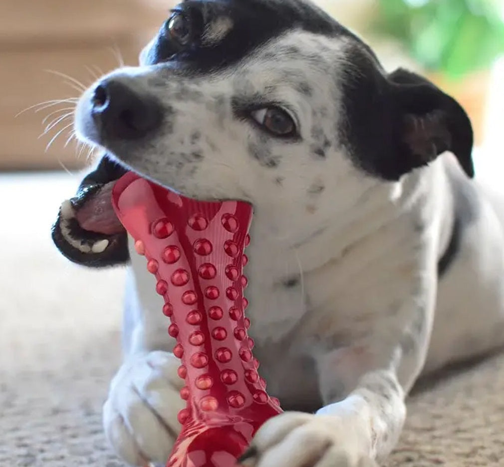 Hond kauwt op het natuurrubber kauwspeelgoed met vleessmaak