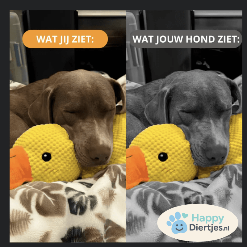 KnuffelKameraad™ - De anti - stress vriend voor jouw hond - HappyDiertjes.nl